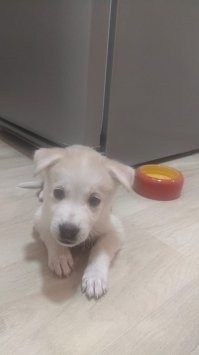 В воскресенье забрал с передержки. Ее тоже, весь помет (пять щенков), оставили на мусорке. Когда забирал привезли еще троих, слепых, примерно неделя от роду - выкинули в пакете в сугроб. Пятеро замерзли, троих сейчас выхаживают, из пипетки каждый час кормят. И вот мне непонятно - есть же телефоны волонтеров, передержки, ну не хочешь растить, или другая ситуация так позвони, сами приедут и заберу, и потом пристроят в хорошие руки!