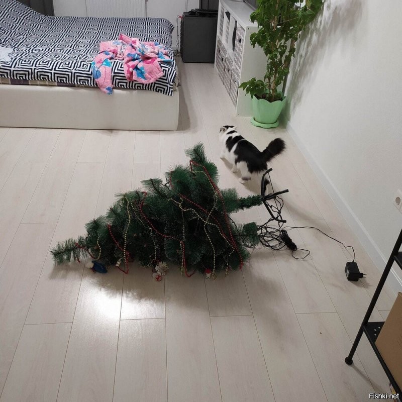 Кот пока практикуется на домашних елочках!)
