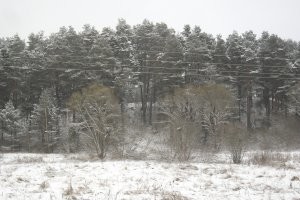 У нас не только болота, а есть и холмы, наша местность холмистая. А болота это в Сибири за Уралом, болота так уж болота!