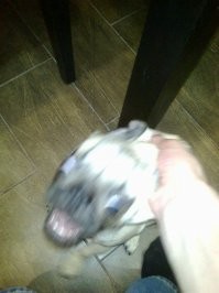 У животного мира есть своя мощная и пугающая сторона