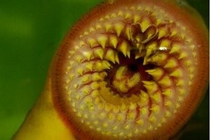 в детстве про горшки на головах в женской парикмахерской, я думал что это подстригательная машинка, которая стрижет и делает причёску.
сейчас хорошо было бы создать такую машинку только внутри множество зубчиков 
(как на картинке) 
 которые каждый сам по себе движется назад, вперёд, вверх, вниз и когда всовываешь туда голову задаёшь в компьютере програму, они начинают работать 
и сверху горшка шланг который идёт к пылесосу, в данном случае к волосососу, тут же всасывая все волосы))
...