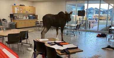 Лось вкусный, своеобразное мясо, на любителя. Только вовремя надо кровь выпустить. Муж у тетки охотничий билет имел, перепробовал много чего в давние времена. И обескровленное и с кровью (когда сразу помер, попали в голову и сердце остановилось, пока до него дошли). 
Я бы поймал, но... в лесу бы его точно потеряли
Медведя мясо не особо, да ну на... Жирное и какое то сладковатое... 
Заяц тоже не кролик..., хотя... может пожилые уже все время попадались. Эти сразу дохнут, всегда с кровью мясо.