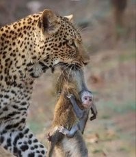 ужин с десертом