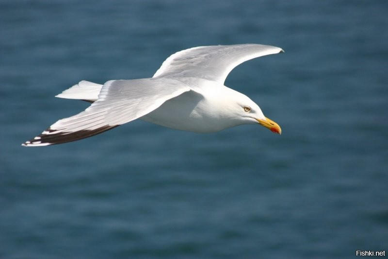 Солянка от 24.12.2021