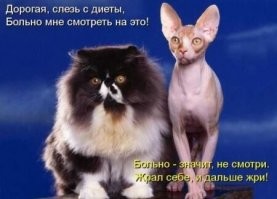 25 смешных фото и мемов с котейками