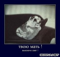 25 смешных фото и мемов с котейками