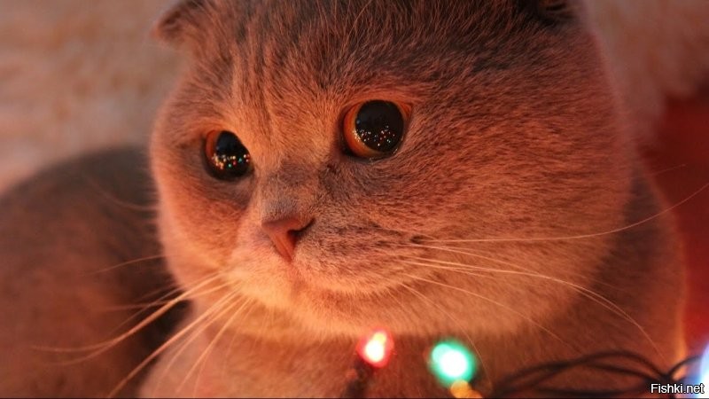 Привет Оксана!