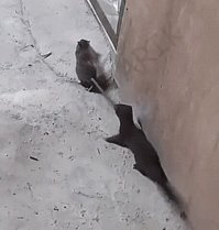 Походу пипец Лариске!