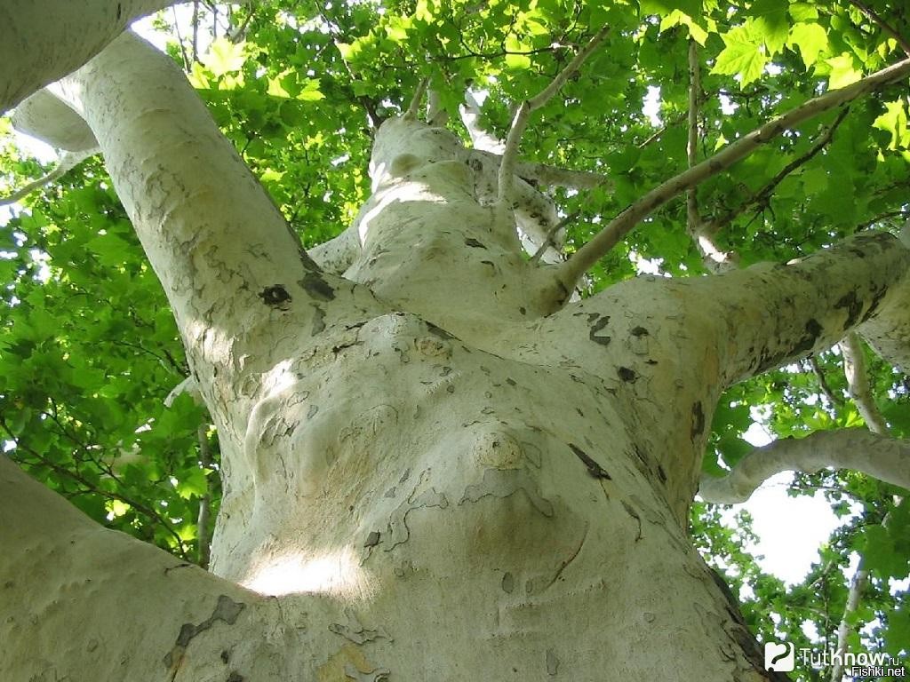 Платановое дерево фото и описание
