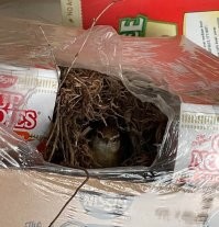 Видно, лапша была яичная