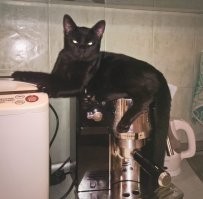 30 случаев, когда питомцы забавно демонстрировали своё желание поесть