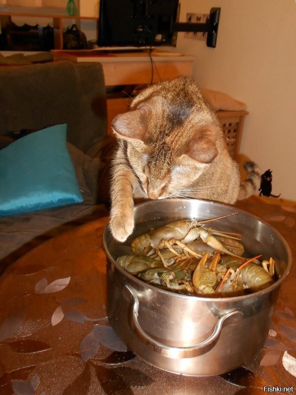 30 случаев, когда питомцы забавно демонстрировали своё желание поесть