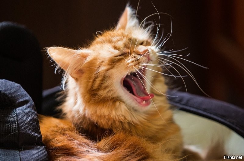 Доброе утро