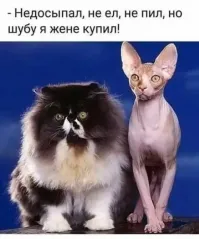 25 смешных фото и мемов с котейками