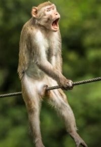 Зеленский на газовой трубе? Зачот! )))