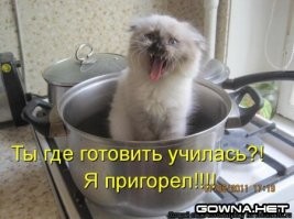 Их «мяу» передаётся даже через снимки