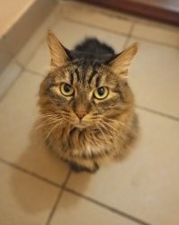 25 смешных фото и мемов с котейками