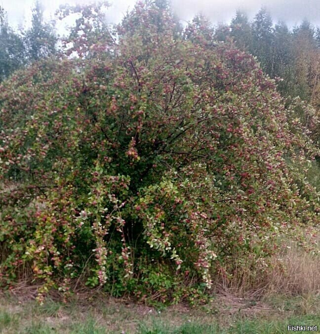 Пробовали такие яблочки