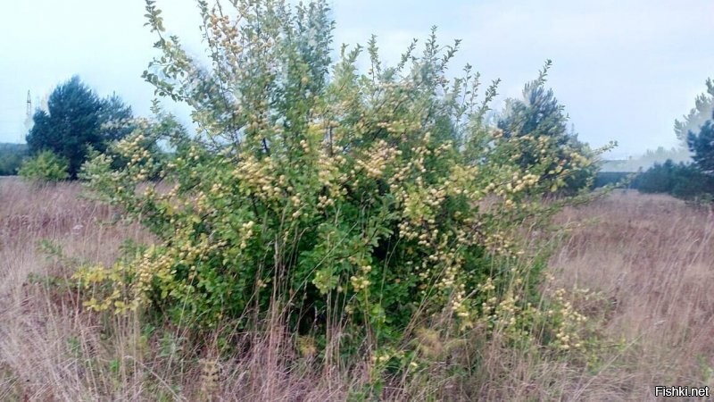 Пробовали такие яблочки