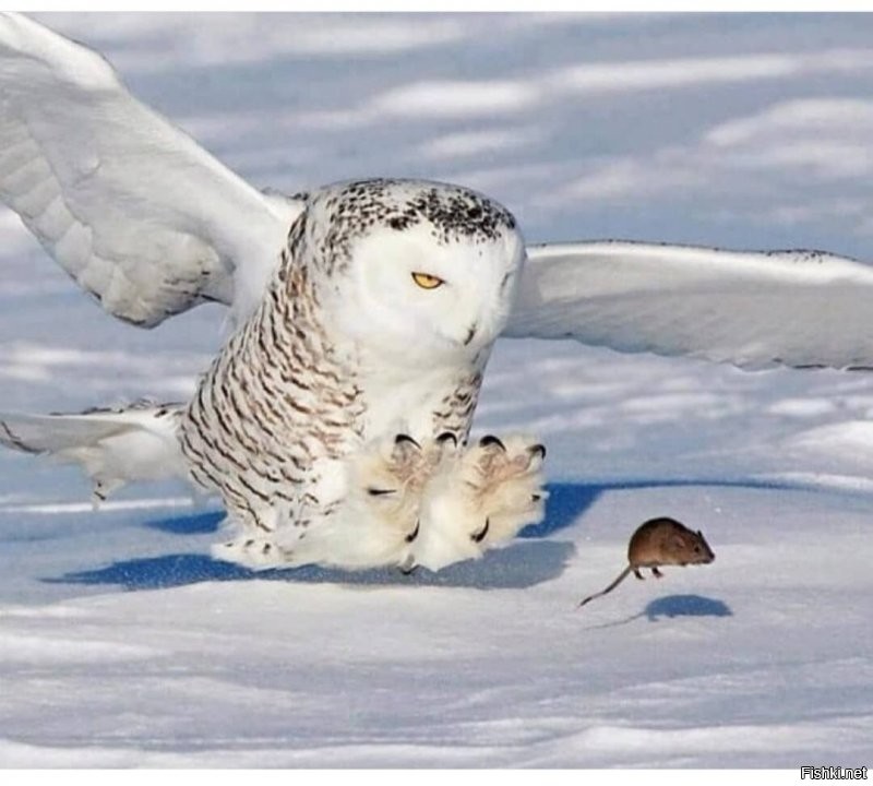 Солянка от 26.12.2021