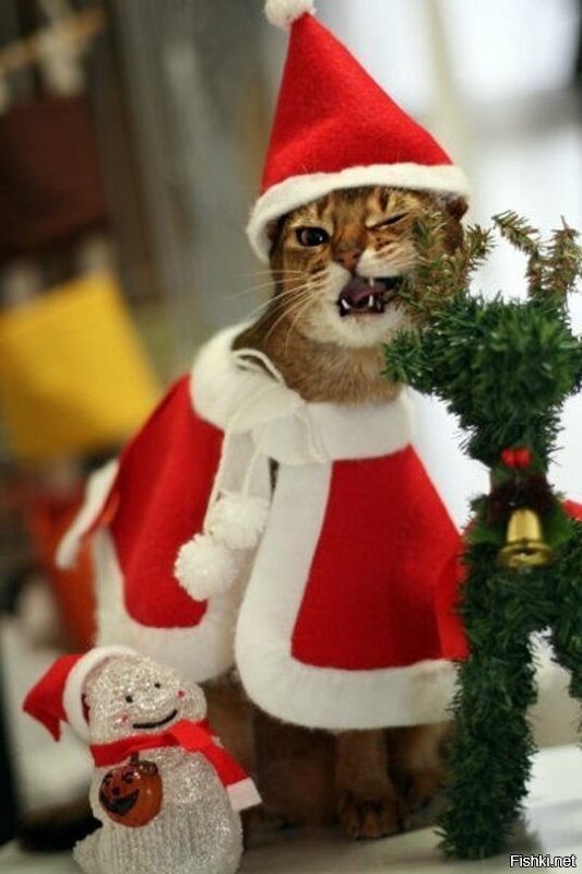 Солянка от 26.12.2021