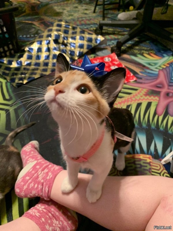 Как это не будет подарка?