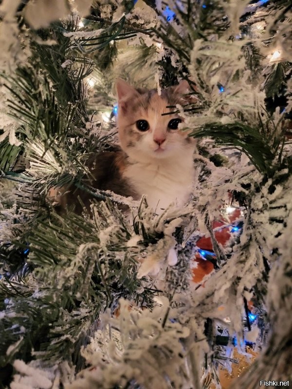 Солянка от 26.12.2021