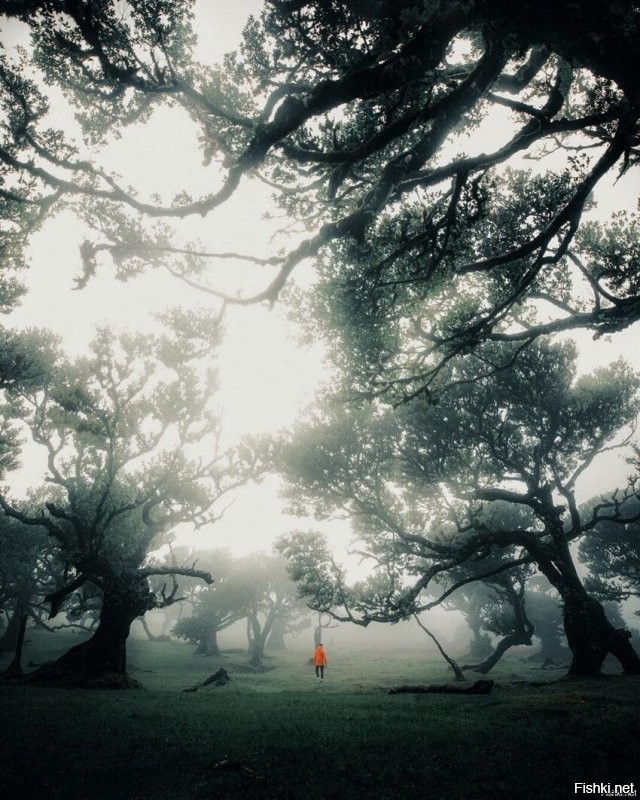 Сперва показалось, что мальчик повесился на ветке дерева