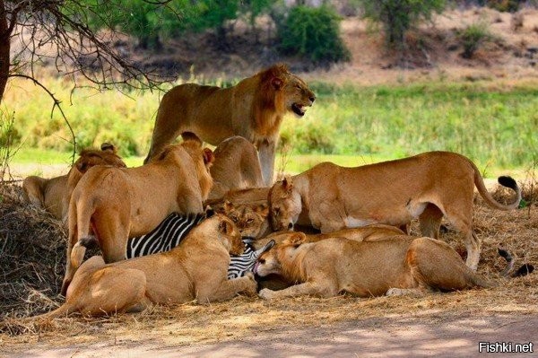 Солянка от 25.12.2021