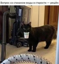 Кот, который не боится пылесоса, это вообще законно?