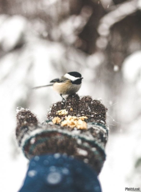 27 декабря, Филимонов день (Каков Фирс, таков и февраль)
