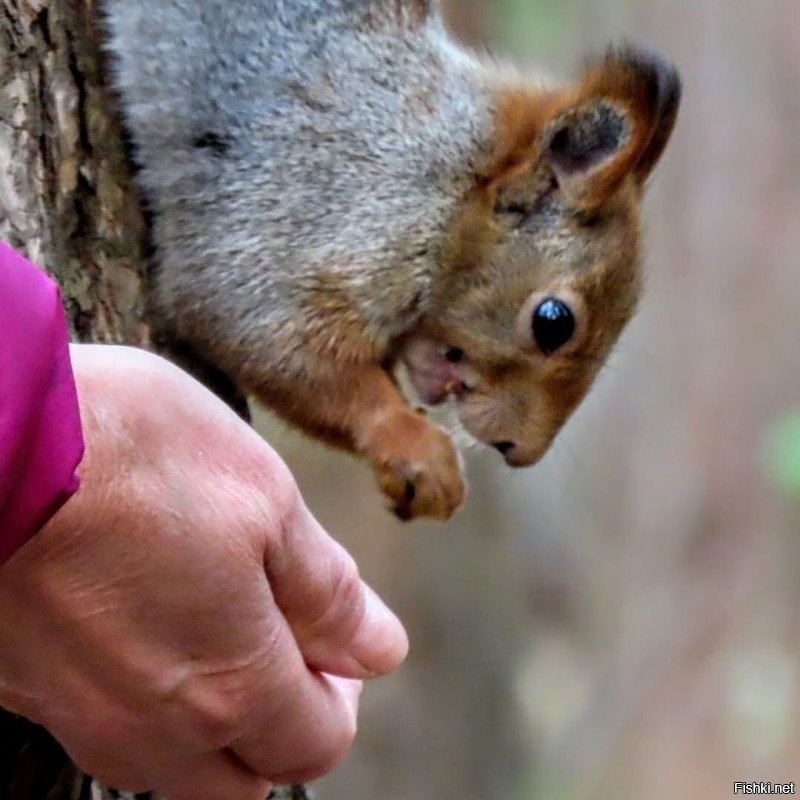 Орехов много, да, тут ты прав. 
А по поводу общего мнения поплачь сам, т.к. общее- не личное. Следовательно: не волнует. Ибо оно в принципе не существует, ты в интернете, дружок.  
Так что своим мнением подотрись, мой дружок. И ешь с руки.