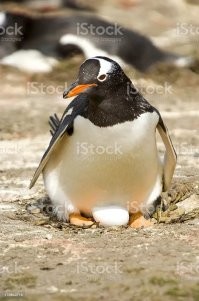 Какие рыбы?! Они же моллюски! Жемчугоносные!