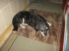 А это Гадя возле печки. Теперь у меня живет.