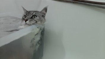 Мелкий, всего 5,5 кг