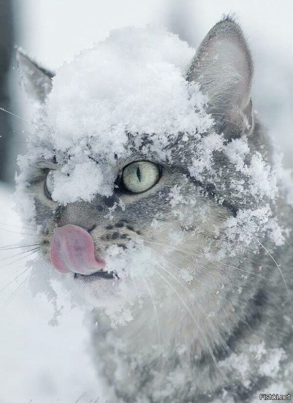 Ты, Мурка, почаще к куаферу ходи. Когда снег идет, хозяин дорожки чистит,  место на диване освобождается.