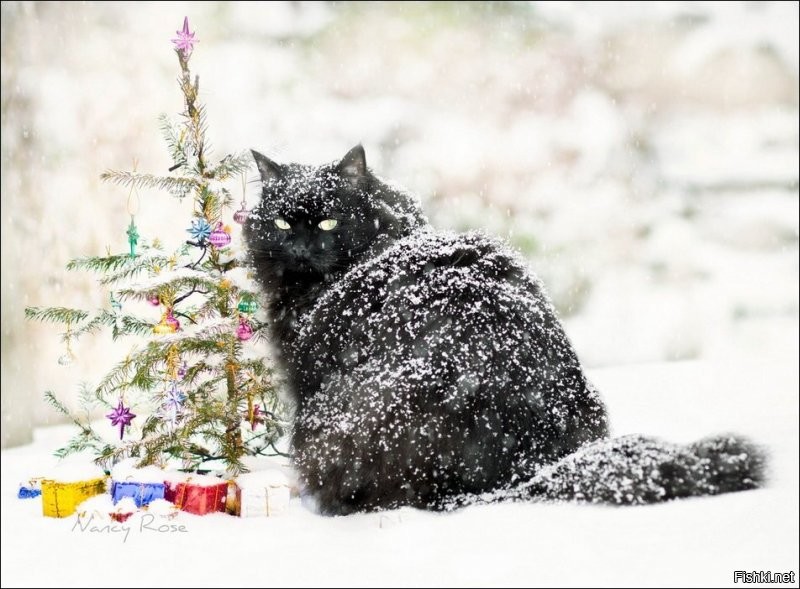 Пошел за ёлкой, а то олени под одеялом сидят, дождесси их...