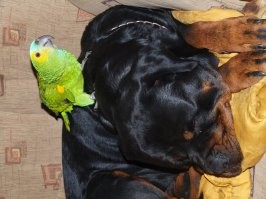 Знакомая картина))) Только у меня попугай, но клюв здоровенный и сильный, кусается очень больно и тоже такое впечатление, что не пониает, где мера. Чужое не болит. Ревнивые, да. Пару раз от пса уже прилетело, так теперь его сильно не кусает.