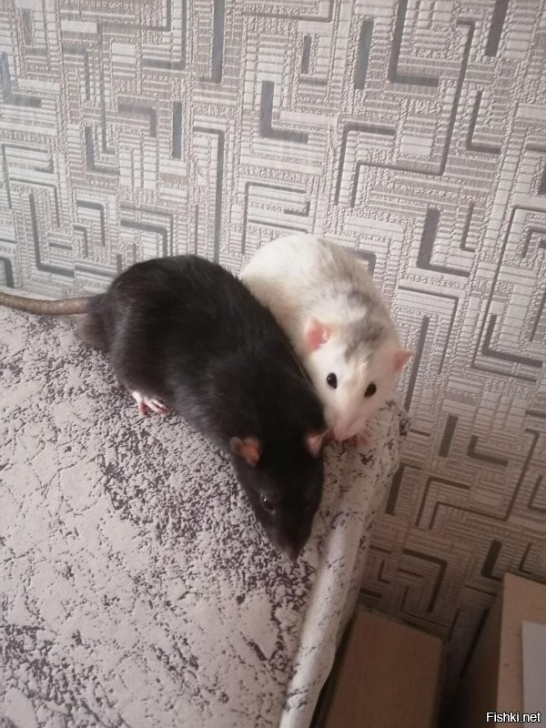 это мы запросто, только скажи