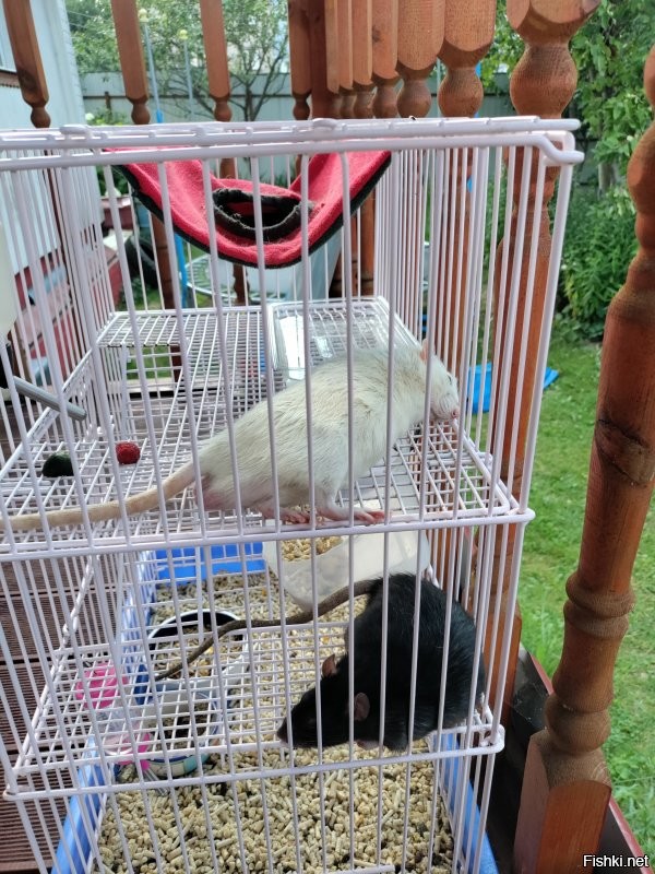 Не, черный с белым вместе жили, дружно в одной, в гамаке спали ))