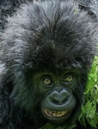 Для поднятия настроения,  говоришь?