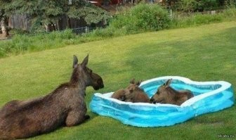 Найди отличия....