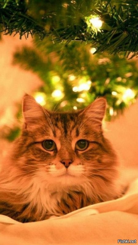 И вам доброго