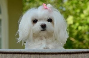 Болонка мальтийская