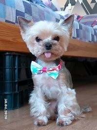 «Дай лапу, друг»: популярные породы собак у россиян в 2021 году