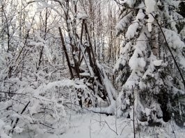 В СССР вышек тоже было понатыкано много.
Вот для примера как они выглядят сейчас через 70 лет. И сами развалились и лес поднялся на вершинах гор.