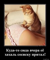 Хозяйственный кот возвращается домой