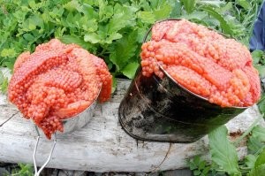 1 факт = 1 лайк: девушка рассказала о 17 годах жизни на острове в Тихом океане