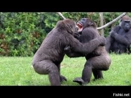 «Любимчик Кадырова» нанял земляков на стройку и кинул их на 15 миллионов рублей