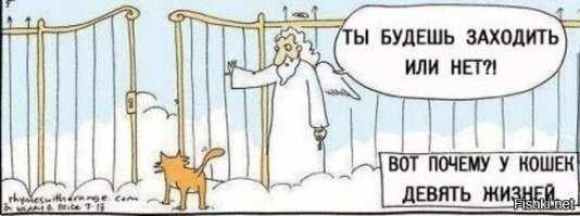 Как помыть кошку, выжить и не сойти с ума? Инструкция и советы